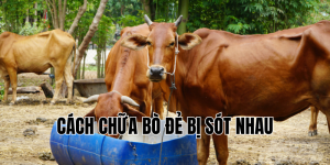 cách chữa bò đẻ bị sót nhau