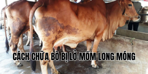 cách chữa bò bị lở mồm long móng