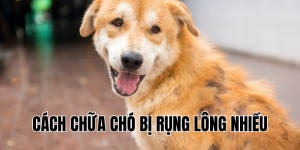 cách chữa chó bị rụng lông nhiều