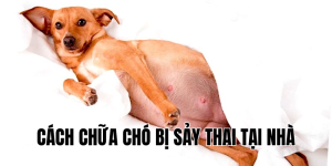 cách chữa chó bị sảy thai tại nhà