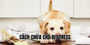 cách chữa chó bị stress