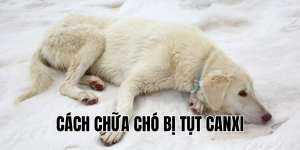 cách chữa chó bị tụt canxi