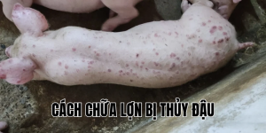 cách chữa lợn bị thủy đậu