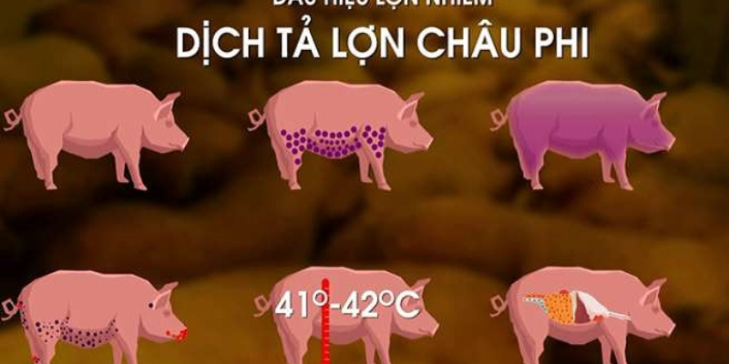 Các biểu hiện cho thấy lợn nhiễm dịch tả châu Phi