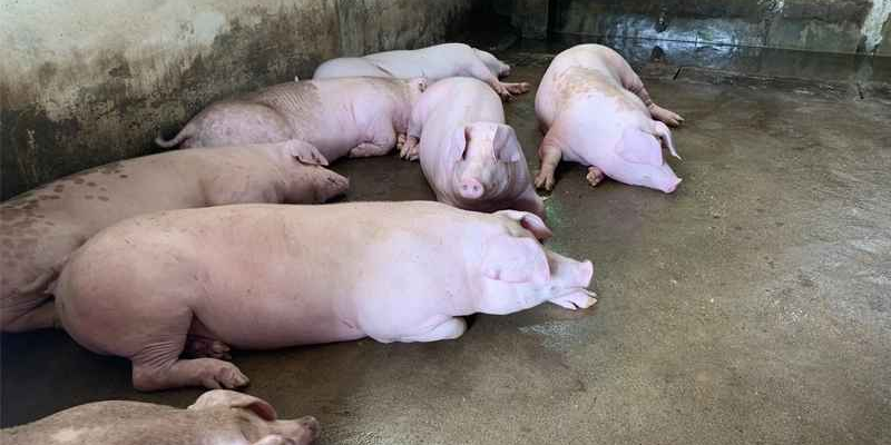 Các yếu tố dẫn đến tình trạng chướng bụng ở lợn