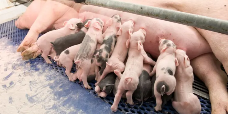 5 Lý do chính khiến lợn nái mất sữa