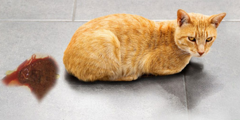 Các yếu tố dẫn đến mèo bị đi kiết