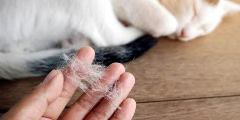 Các yếu tố phổ biến dẫn đến tình trạng rụng lông ở mèo