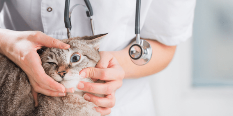 Các yếu tố dẫn đến tình trạng thiếu máu ở mèo