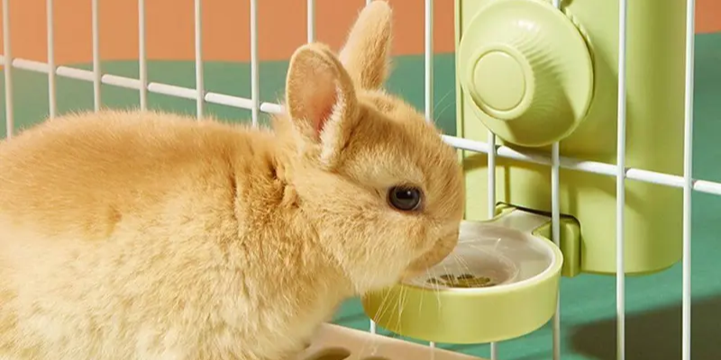 Lý do dẫn đến tình trạng tiêu chảy ở thỏ
