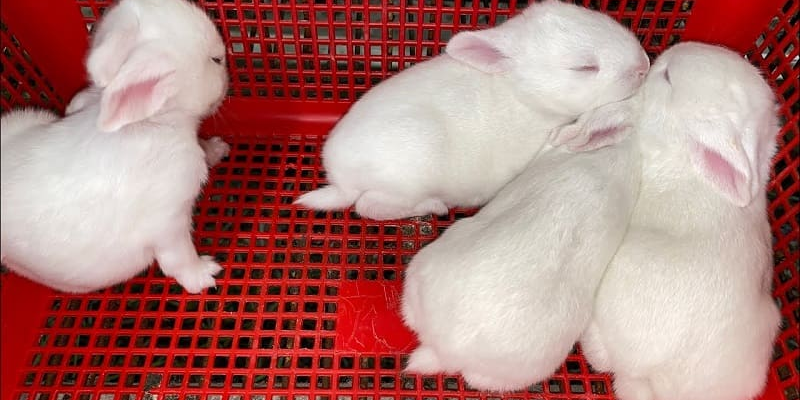4 Lý do khiến thỏ bị tiêu chảy