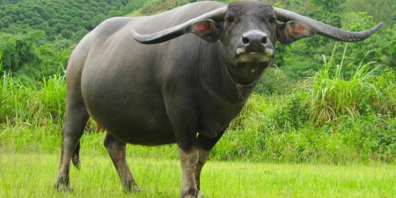 4 Lý do khiến trâu bị tiêu chảy