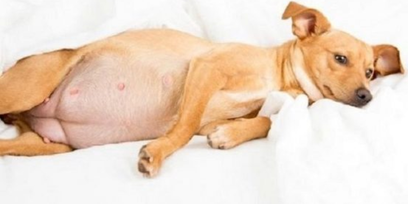 5 Lý do khiến chó bị lưu thai