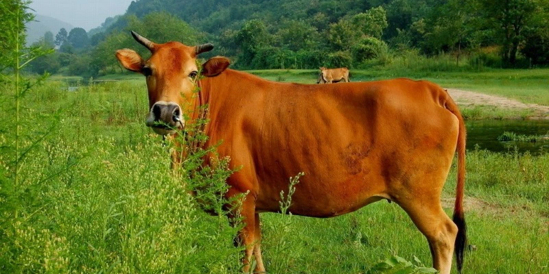 5 Lý do khiến bò bị lòi dom