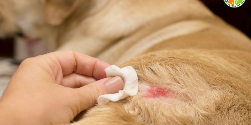Nguyên nhân gây viêm da ở chó và các biểu hiện nhận biết