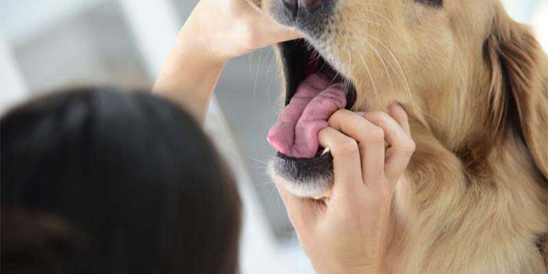 Cách chữa chó bị hóc xương cá - Sơ cứu tại nhà