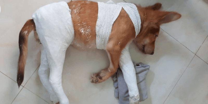 Các biểu hiện cho thấy chó bị gãy xương chân