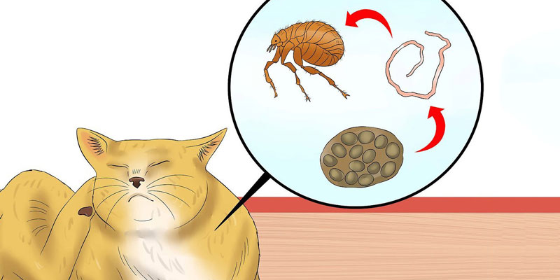 Những lý do khiến chó con nhiễm giun sán