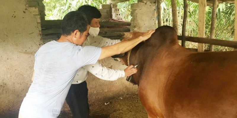 Cách chữa bò bị chướng bụng bằng phương pháp dân gian