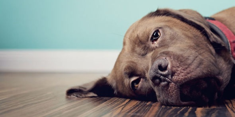 Các biểu hiện cho thấy chó đang bị stress