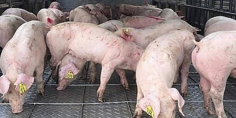 Vệ sinh, khử trùng và chăm sóc hỗ trợ khi lợn bị tụ huyết trùng