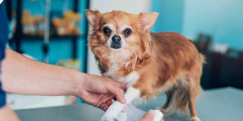 Các cách chữa chó bị gãy xương chân điều trị thú y