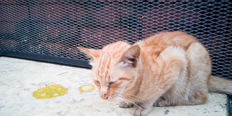 Cách chữa mèo bị đi kiệt tại nhà
