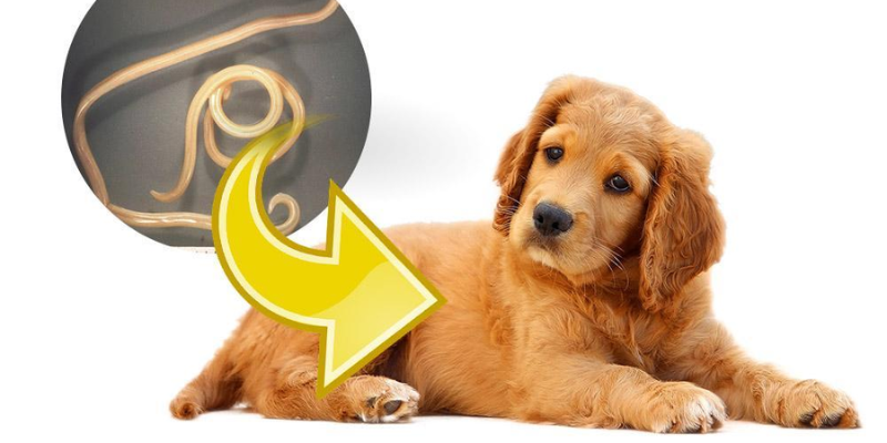 Cách chữa chó con bị giun sán bằng thuốc thú y