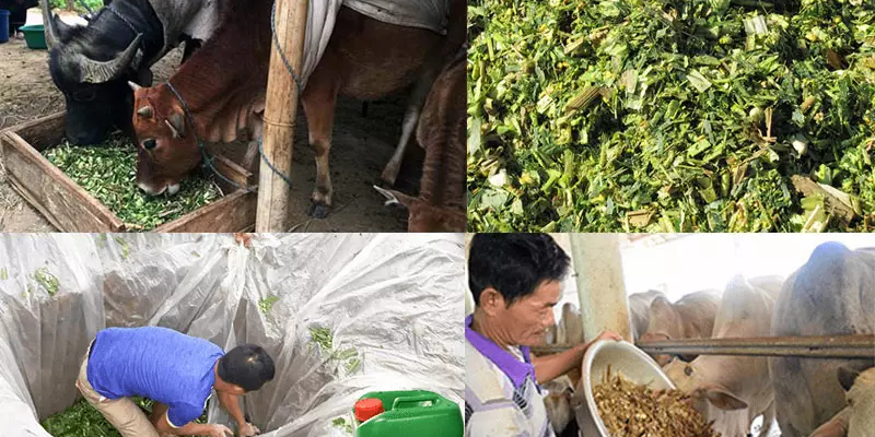 Nguyên liệu phổ biến dùng để ủ chua