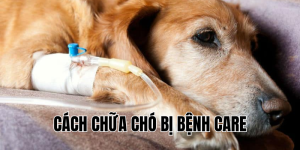 cách chữa chó bị bệnh care