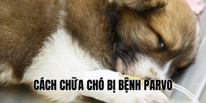 cách chữa chó bị bệnh parvo