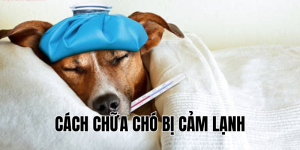 cách chữa chó bị cảm lạnh