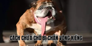 cách chữa chó bị chân vòng kiềng