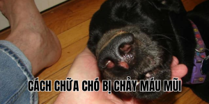 cách chữa chó bị chảy máu mũi