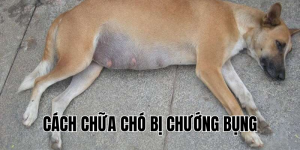 cách chữa chó bị chướng bụng