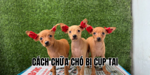cách chữa chó bị cụp tai