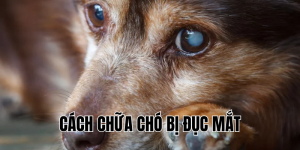 cách chữa chó bị đục mắt