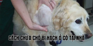 cách chữa chó bị hạch ở cổ tại nhà