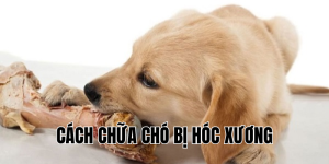 cách chữa chó bị hóc xương