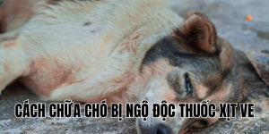 cách chữa chó bị ngộ độc thuốc xịt ve