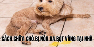 cách chữa chó bị nôn ra bọt vàng tại nhà