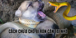 cách chữa chó bị rắn cắn tại nhà