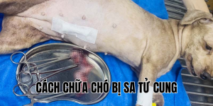 cách chữa chó bị sa tử cung