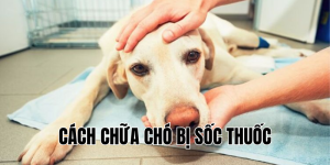 cách chữa chó bị sốc thuốc
