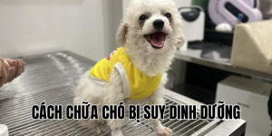 cách chữa chó bị suy dinh dưỡng