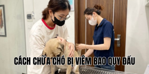 cách chữa chó bị viêm bao quy đầu