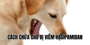 cách chữa chó bị viêm hạch amidan