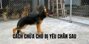 cách chữa chó bị yếu chân sau