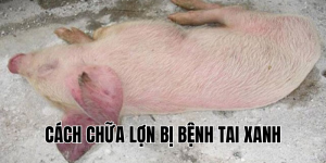 cách chữa lợn bị bệnh tai xanh