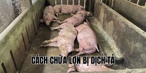 cách chữa lợn bị dịch tả